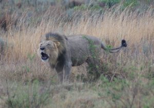 Lion roaring